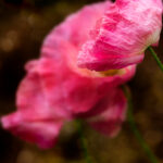 2025088期开奖结果公布最新中奖号码揭晓 e1wjl13