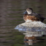 2025089期双色球开奖结果查询与最新号码公布 isjnolw4