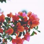 2025099期双色球单式开奖结果最新公布 m8ybi04hwy