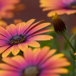 40开奖结果揭晓,幸运号码震撼公布 oekz7ve