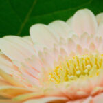 2025098期双色球开奖结果最新公布 ynj9q